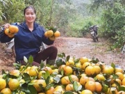 Thị trường - Tiêu dùng - Thủ phủ cam Hà Tĩnh vào vụ thu hoạch, nông dân 'đếm quả tính tiền'