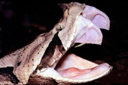 Loài rắn độc có răng nanh khủng, gây khiếp sợ cho các loài vật