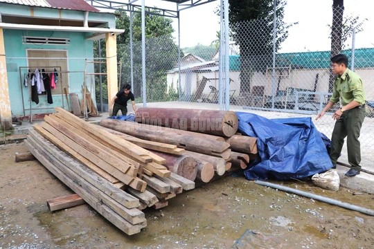 Một phần gỗ lậu được phát hiện trên đất của ông Võ Văn Ba, Trưởng phòng Nội vụ huyện Phước Sơn