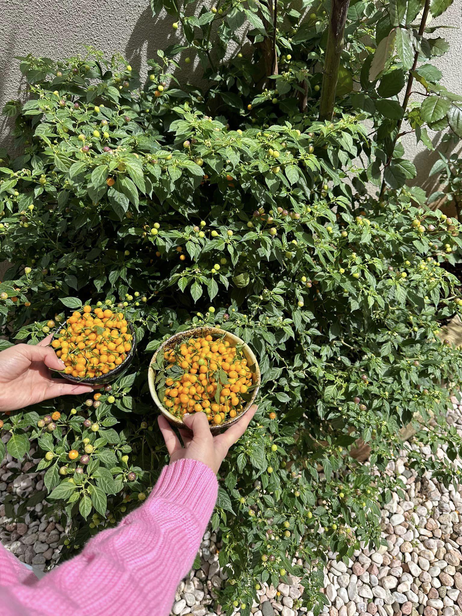 Dinh thự ở Đà Lạt của hoa hậu Thu Hoài, sân vườn trồng cả ớt nửa tỷ đồng/kg - 13