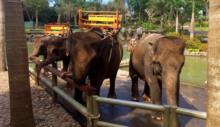 Công viên voi Safari ở Bali là một nơi tuyệt vời để tận hưởng một chuyến đi trong ngày sảng khoái. Bạn sẽ được tiếp xúc gần với những chú voi, cưỡi voi và nhận được những thông tin quý giá về cuộc sống của chúng.
