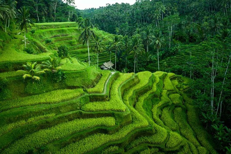 Ruộng bậc thang Tegallalang là vùng trồng lúa rộng lớn ở Ubud. Khu vực này tràn ngập cây xanh tươi tốt và là nơi lý tưởng để đi dạo ở vùng nông thôn của Bali. Bạn cũng có thể ghé thăm các điểm tham quan gần đó của khu vực này để chuyến đi thêm thú vị.
