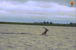 Video: Linh dương bơi qua sông, gặp cá sấu và cái kết bất ngờ