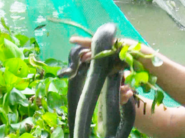 Anh nông dân “say mê“ loài rắn hiền khô, cho ăn thứ này thường xuyên thu bộn tiền