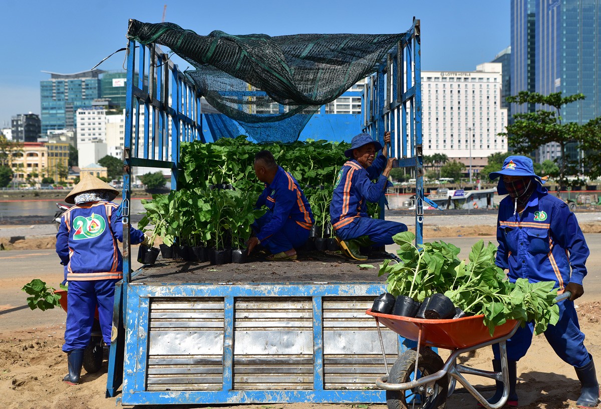 Sáng 28/11, đơn vị thi công triển khai trồng hơn 15.000 cây hoa hướng dương ở bờ sông Sài Gòn phía Khu đô thị mới Thủ Thiêm, TP.Thủ Đức. Những xe chở bầu hoa hướng dướng được vận chuyển tới khu vực bờ sông, các công nhân dùng xe đẩy đưa tới khu vực trồng.