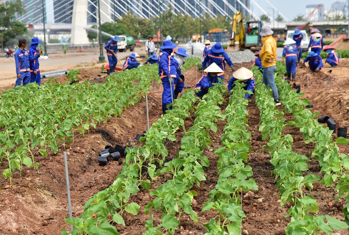 Trước khi trồng các công nhân đóng cọc, giăng dây từng hàng, mỗi luống trồng 5 -7 hàng, hàng cách nhau 45cm, cây cách cây 50cm. Từng cây sẽ được buộc vào cọc để tránh gió mạnh gây ngã gãy.