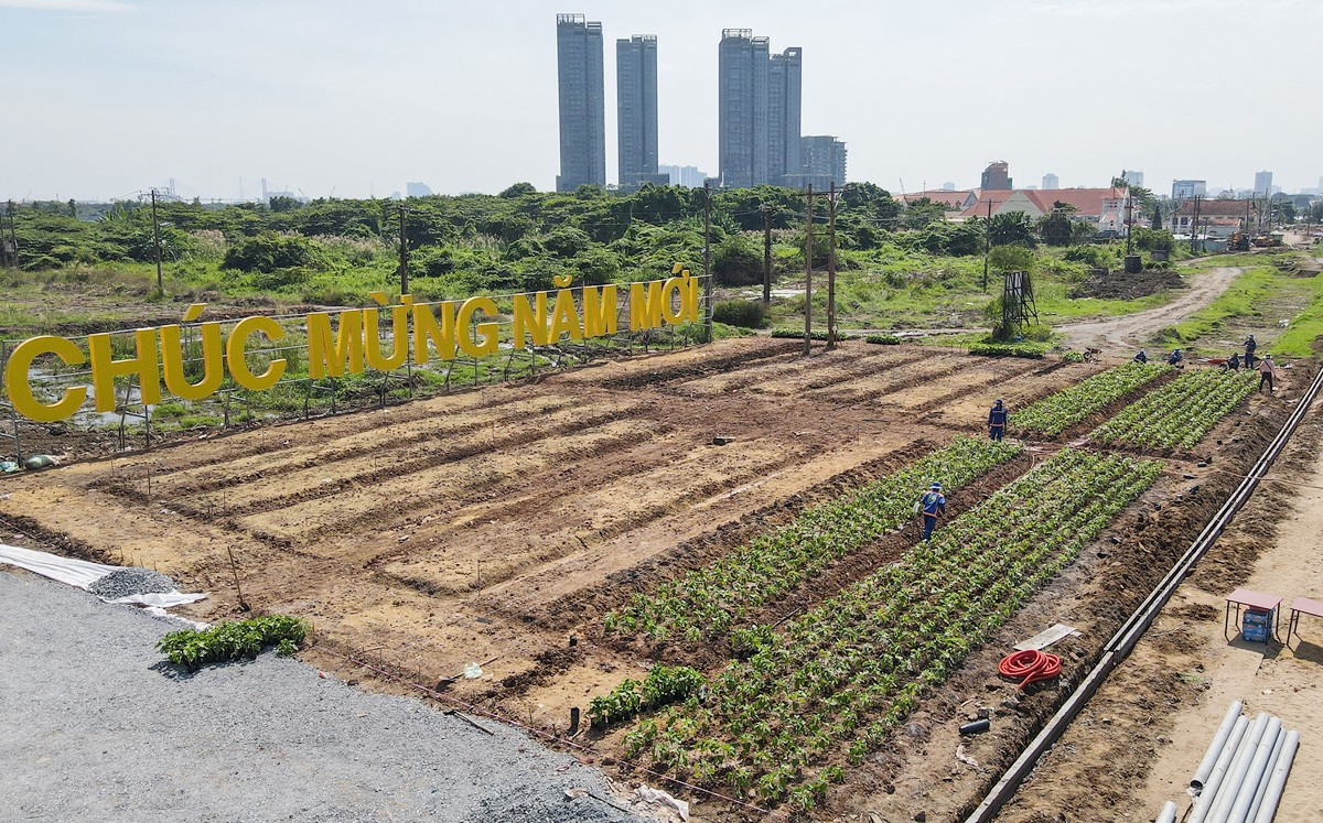 Đến gần trưa, các công nhân đã hoàn thành 2 luống hoa đầu tiên khu vực bên phải đình An Khánh. Cánh đồng hoa hướng dương được trồng trên diện tích rộng 5.000 – 6.000m2, sẽ được hoàn thành trong những ngày tới.