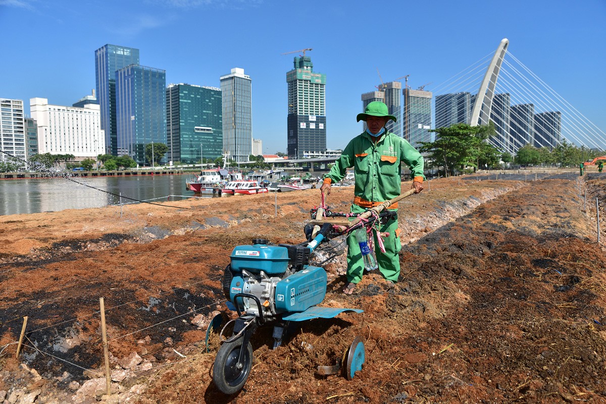 Tại khu vực trồng hoa bên sông Sài Gòn, trước ngôi đình, nhóm công nhân khác thực hiện san đất, làm luống. “Sau khi làm luống, chúng tôi phải dùng máy để xới các loại đất cho đều và nhỏ hơn để dễ trồng, hoa hấp thụ được chất dinh dưỡng hơn”, anh Bình cho hay.