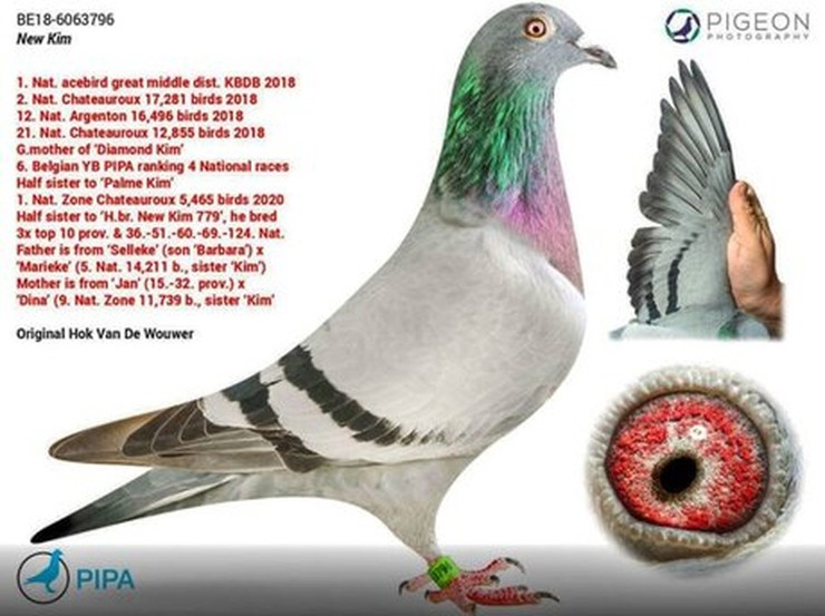 Con chim cái New Kim từng giành ngôi vô địch trong cuộc đua chim bồ câu &#34;Ace Pigeon Grand National Middle Distance&#34;, được tổ chức năm 2018 ở Pháp
