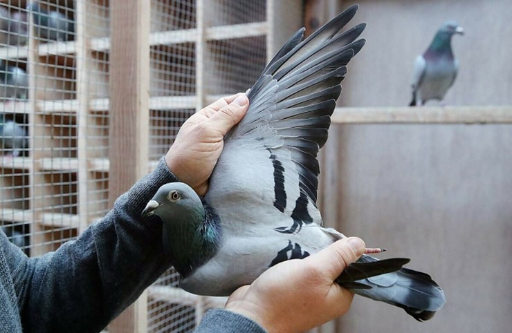 Tháng 11/2020, Hok Van De Wouwer, một người nuôi chim bồ câu nổi tiếng ở Antwerp, Bỉ đã bán toàn bộ số chim bồ câu đua của mình
