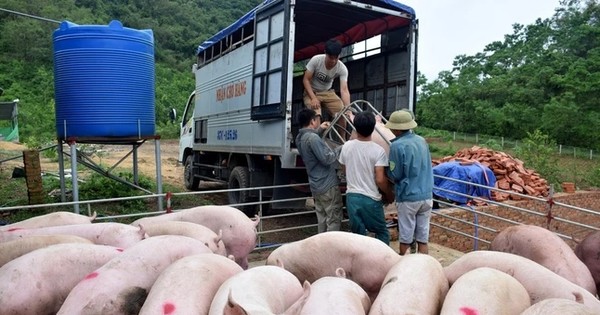 Lo ảnh hưởng của dịch tả lợn châu Phi, người dân bán tháo lợn hơi.