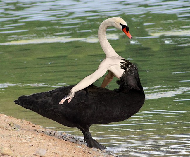 Vũ điệu này có làm bạn hết hồn???
