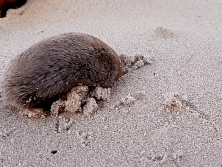Nam Phi: Loài sinh vật "bơi" trong cát lần đầu tái xuất sau 86 năm