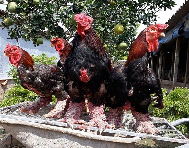 Gà Đông Tảo từ lâu đã được xem là giống gà quý hiếm thuần chủng của Việt Nam, thường được dùng để tiến vua vào thời xa xưa
