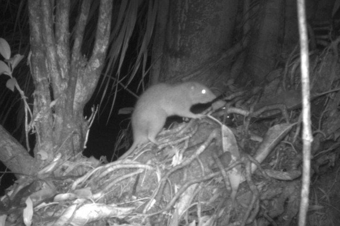 Một con chuột khổng lồ cực hiếm lần đầu tiên được máy ảnh ghi lại trên hòn đảo Vangunu. Ảnh: Trường ĐH Melbourne