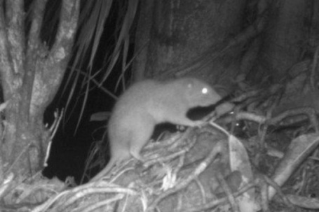 Chuyện lạ thế giới: Phát hiện chuột khổng lồ có thể lớn bằng trẻ sơ sinh