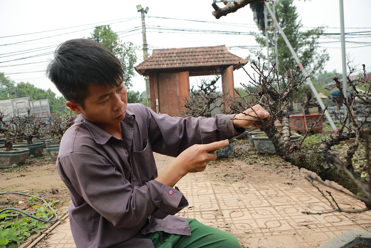 Ảnh: Đào thất thốn “nằm” phòng điều hòa, đợi trổ hoa đúng dịp Tết Giáp Thìn - 10