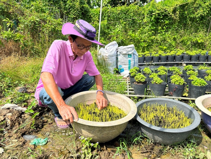 “Để phục vụ thị trường cuối năm và Festival Hoa - Kiểng Sa Đéc, Hội quán Tôi yêu màu tím dự kiến cung ứng 100.000 chậu các loại, như: sao nháy, thược dược, cẩm nhung, thạch thảo...