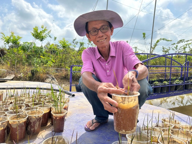 Ông Trần Văn Tiếp đang chăm sóc lúa kiểng lá tím bông xanh và lúa kiểng lá xanh bông tím. (Ảnh: Trọng Nghĩa).