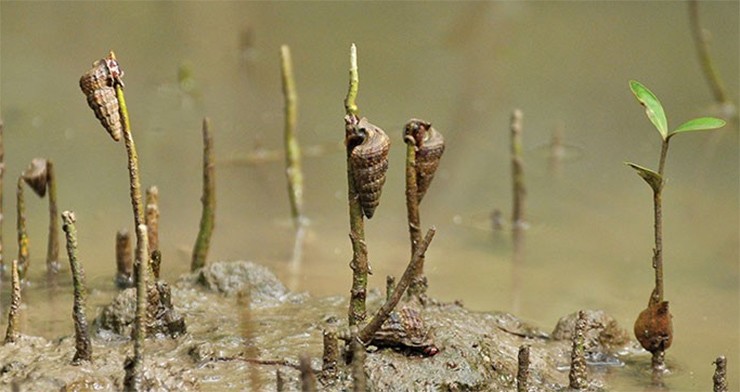 Ốc lá còn có tên gọi khác là ốc len. Chúng là loài nhuyễn thể có vỏ cứng, toàn thân có màu đen tuyền hoặc sọc với nhiều màu sắc
