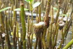 Lạ lùng loài ốc sống trên cây ở Việt Nam, dân đi bắt về bán vài trăm nghìn một kg