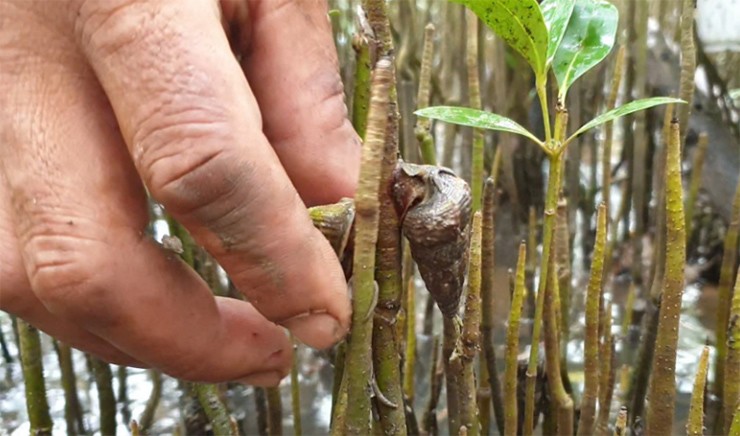 Chính vì vậy, người hành nghề cần tập trung và tinh mắt để phát hiện chúng
