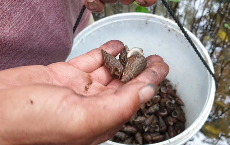 Tại huyện Phú Tân, tỉnh Cà Mau, một số hộ dân chuyên làm nghề đi bắt ốc len đã nuôi chúng để phát triển kinh tế.
