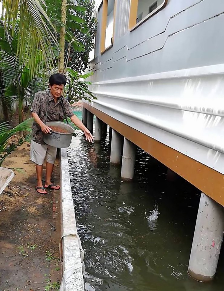 Phần phía dưới hồ nước – nơi đặt nền móng của ngôi nhà, ông Năm cho biết đã thả 3.000 con cá tai tượng, cá chép, cá Koi, cá bảy màu và trồng sen nia
