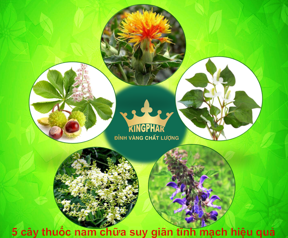 5 cây thuốc nam chữa suy giãn tĩnh mạch cực hiệu quả - 2