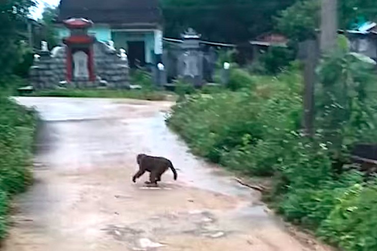 Quảng Nam: Khỉ tấn công làm 3 người phải nhập viện - 1