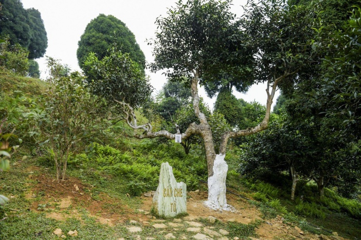 Ngoài cây chè cổ thụ trên, Suối Giàng còn có hàng trăm gốc chè cổ thụ tuổi đời vài trăm năm.