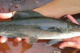 Loại cá ở Việt Nam ruột siêu dài, được ví là “ngũ quý hà thuỷ“ nửa triệu/kg