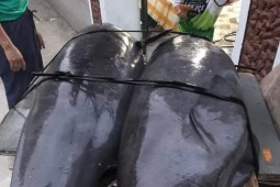 Thanh Hóa: Ngư dân Sầm Sơn bắt được cá lạ nghi đã tuyệt chủng