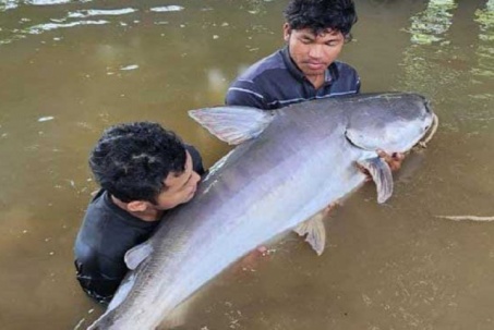 Ngư dân Campuchia bắt được "thủy quái" lớn trên sông Mekong