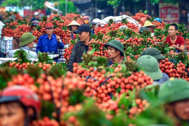 Đặc biệt, vải thiều Bắc Giang là một trong những sản phẩm nông sản xuất khẩu nổi tiếng của Việt Nam, được bảo vệ độc quyền bởi sở hữu giống và nhãn hiệu.
