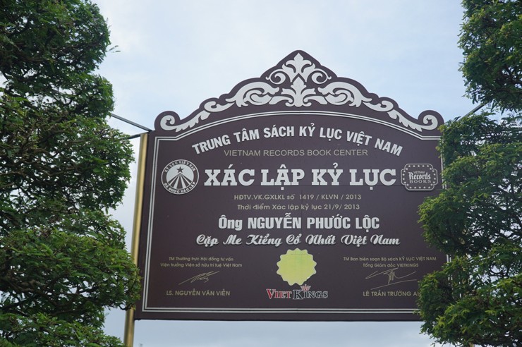 Ông Phước Lộc cho biết cặp me kiểng này được xác lập kỷ lục cổ nhất Việt Nam vào năm 2013.