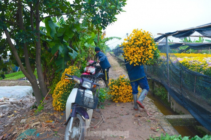 Đến làng hoa Tây Tựu thời điểm này mọi người sẽ được chứng kiến cảnh người dân nơi đây tất bật thu hoạch hoa cũng như trồng mới những thửa ruộng hoa cho người dân chơi dịp Tết.