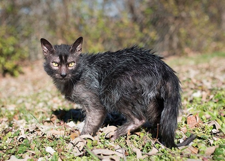 Giống mèo này có ngoại hình mà theo nhiều người cảm nhận là khá đáng sợ. Tên của chúng là mèo Lykoi, nhưng quen thuộc hơn với cái tên mèo ma sói.
