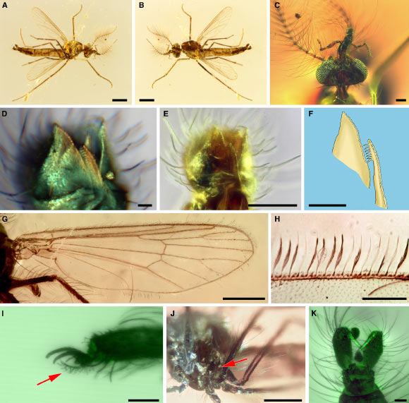 Những con muỗi cổ đại được bảo tồn trong hổ phách kỷ Jura - Ảnh: CURRENT BIOLOGY