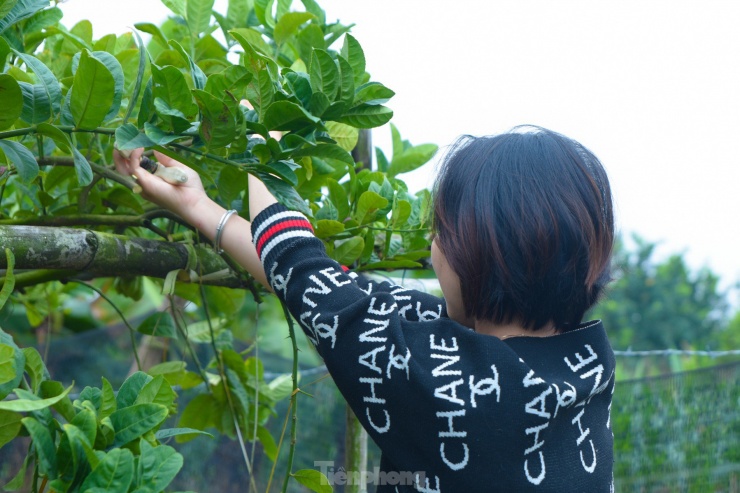 Những ngày này, các chủ vườn ở xã Đắc Sở đều tất bật chăm sóc cây, tỉa cành và hái những quả phật thủ bé, không đạt chất lượng để mang ra bán trước.