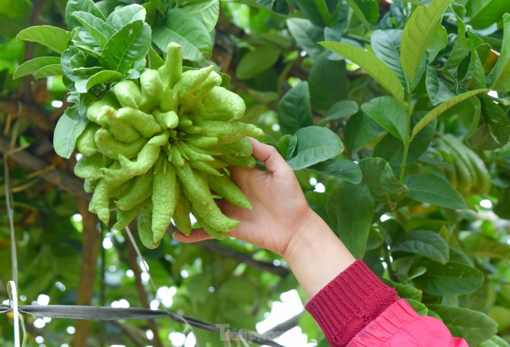 Làng trồng quả &#39;bàn tay Phật&#39; lớn nhất miền Bắc tất bật vào vụ Tết Giáp Thìn - 8