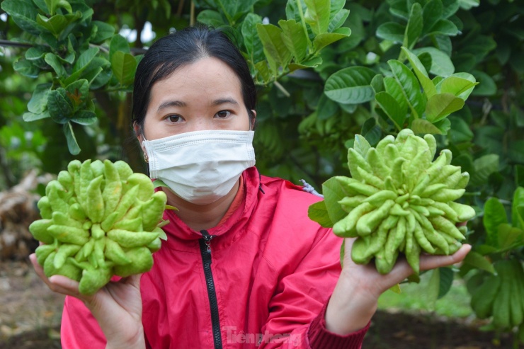 Những quả phật thủ càng giống bàn tay Phật có các ngón tay đều nhau, có độ xanh, bóng thì càng nhiều người ưa chuộng và bán được giá rất cao.