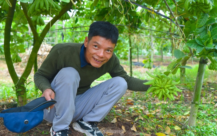 Nguyễn Văn Khải - chủ vườn rộng gần 1 mẫu trồng phật thủ tự hào khoe quả đẹp, "bàn tay" nhiều ngón, theo anh, quả này tầm 2 tháng nữa sẽ phải bán được cả triệu đồng. Anh phấn khởi vì thời tiết thuận lợi, hứa hẹn một năm có thu nhập cao.