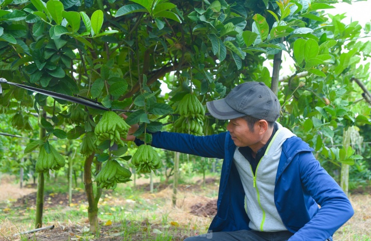 Anh Hoàng nhà có hơn 500 cây phật thủ đang ra quả, từ giờ đến Tết, tối nào anh cũng ở vườn để trông cây, phòng ngừa lúc thời tiết có thay đổi thất thường. "Mỗi cây sẽ cho ra từ 40-70 quả, dòng đời cây phật thủ rất ngắn chỉ khoảng 5 năm, sau đó là phải cải tạo đất. Tôi từng bán một quả phật thủ gần 10 triệu đồng vì quả đó rất đẹp", anh Hoàng chia sẻ.