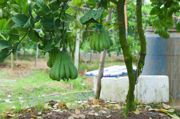 Phật thủ Đắc Sở đã giúp cho các nông dân ở đây đổi đời, dịp Tết, nhiều hộ đã có doanh thu vài chục triệu đến hàng trăm triệu, có hộ lên đến bạc tỷ mỗi năm.