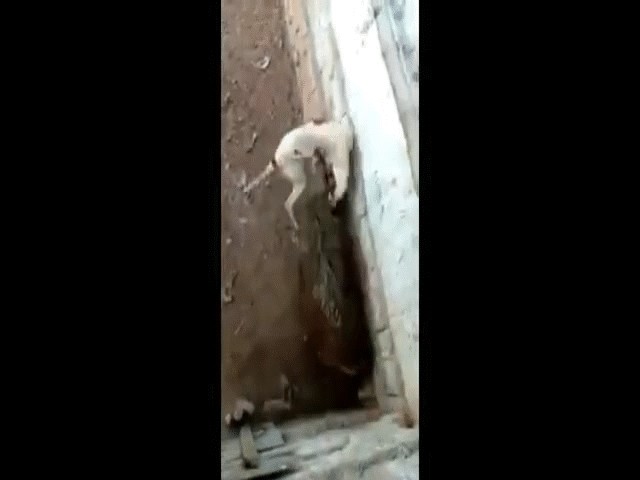 Video: Lợn rừng phản đòn cực gắt khi bị chó Pitbull truy sát