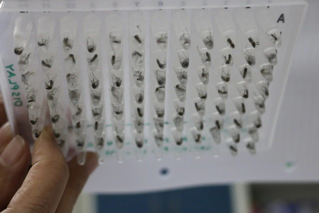 Các mẫu muỗi vằn mang khuẩn Wolbachia. Ảnh: South China Morning Post
