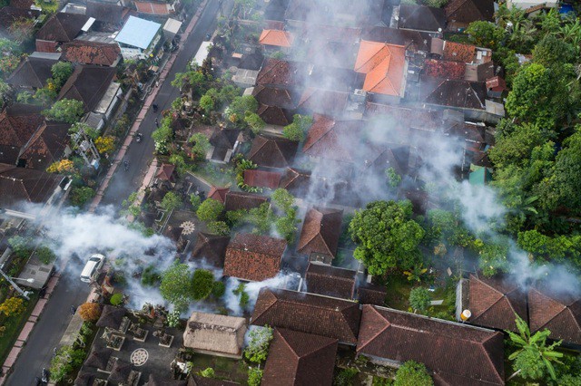 Indonesia: Kế hoạch thả 200 triệu con muỗi ở Bali bị chỉ trích - 2