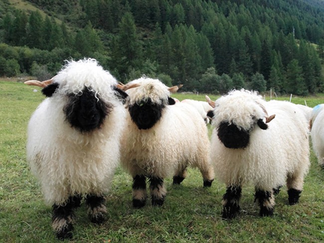 Những con cừu này có bộ lông đặc biệt quá.
