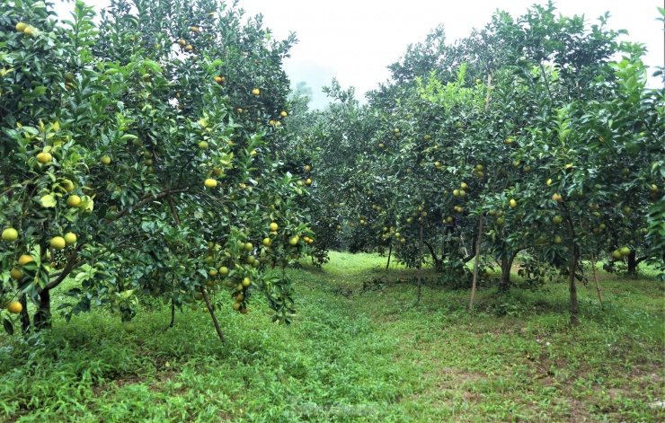 Xã Thượng Lộc được xem là “thủ phủ” trồng cam của huyện Can Lộc (Hà Tĩnh) với hơn 600 hộ trồng trên diện tích hơn 230 ha. Nơi đây nổi danh với đặc sản cam giòn, cam chanh.